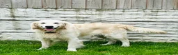 Golden Retriever dogs for stud: Beautiful golden RETRIVER for stud - Advert 4