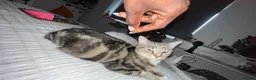 Mixed Breed cats for sale: STUNNING GREY AND WHITE TABBY BABIES FOR SALE✨ in Staines - Advert 20