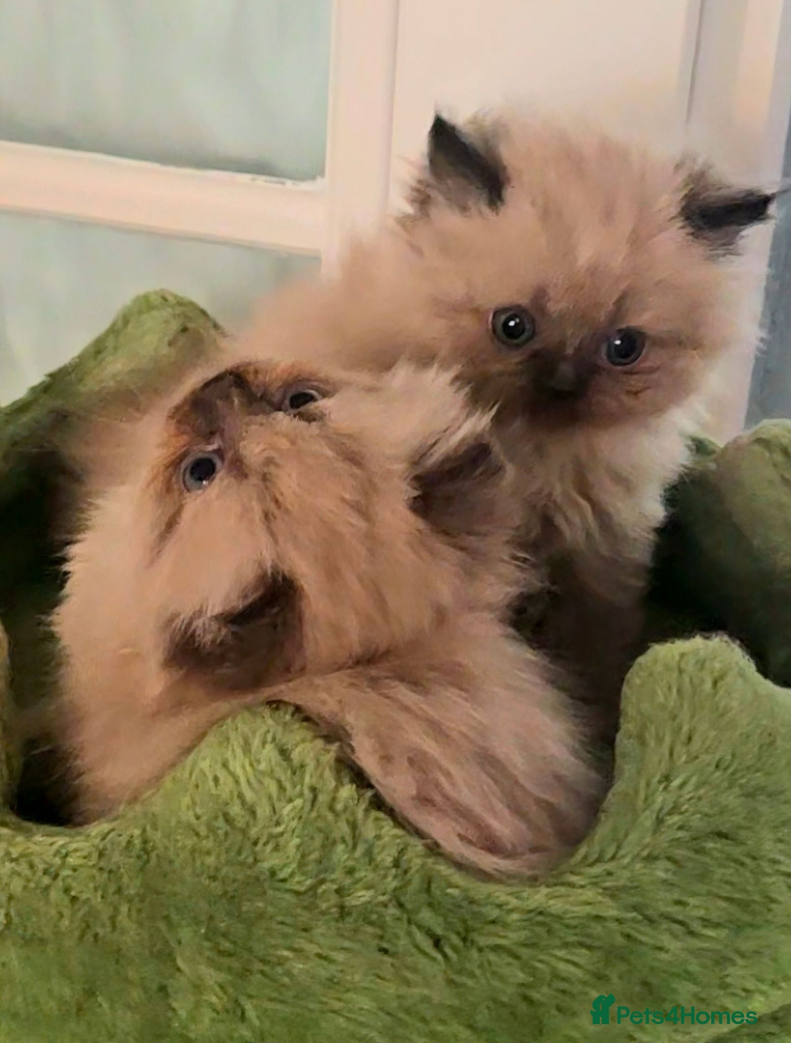 Himalayan cats Himilayan Minuets - Advert 1