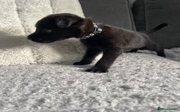 Belgian Shepherd Dog dogs for sale: Belgian malinois puppies - Image 8