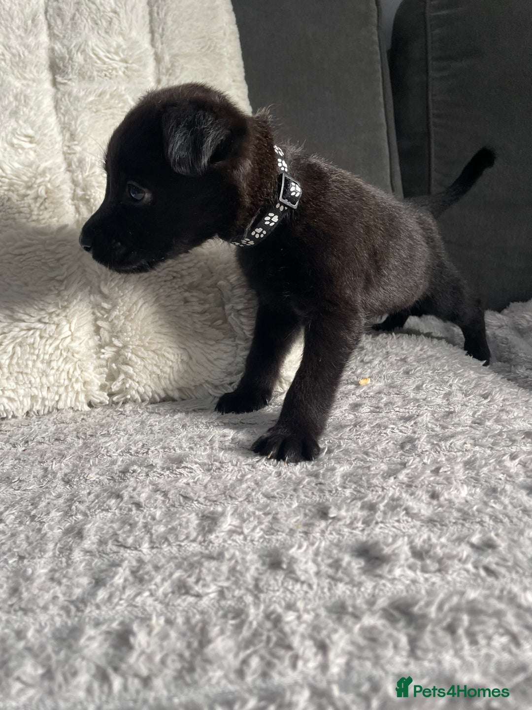Belgian Shepherd Dog dogs for sale: Belgian malinois puppies - Image 8