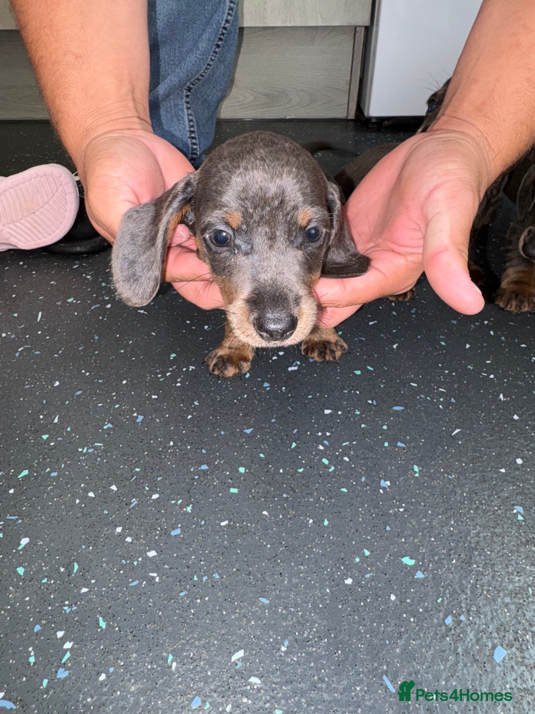 Dachshund dogs for sale: Dachshund puppys - Image 9