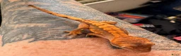 Gecko reptiles for sale: Crested geckos beautiful  - Advert 3