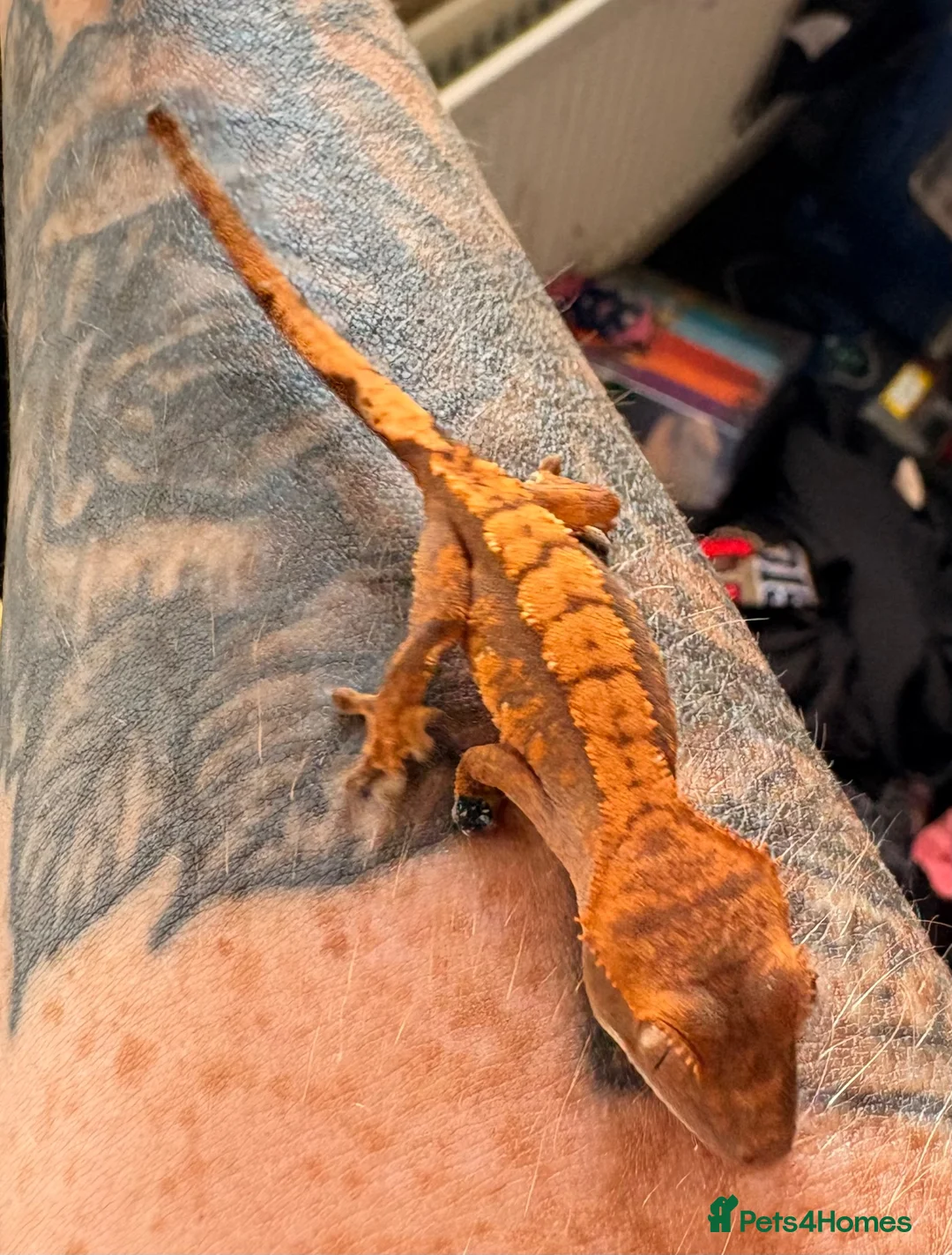 Gecko reptiles for sale: Crested geckos beautiful  - Advert 3