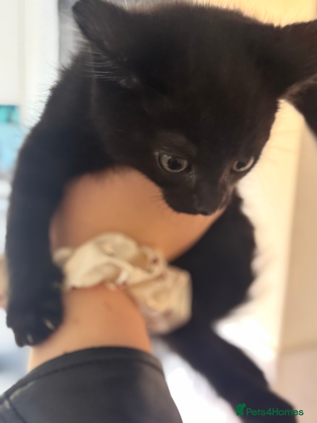 Mixed Breed cats for sale: Beautiful Kittens for sale  - Image 5