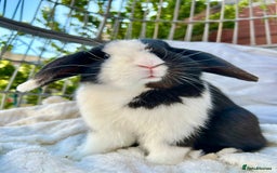 Mini Lop rabbits for sale: Two male mini lop rabbits looking for forever home - Advert 1