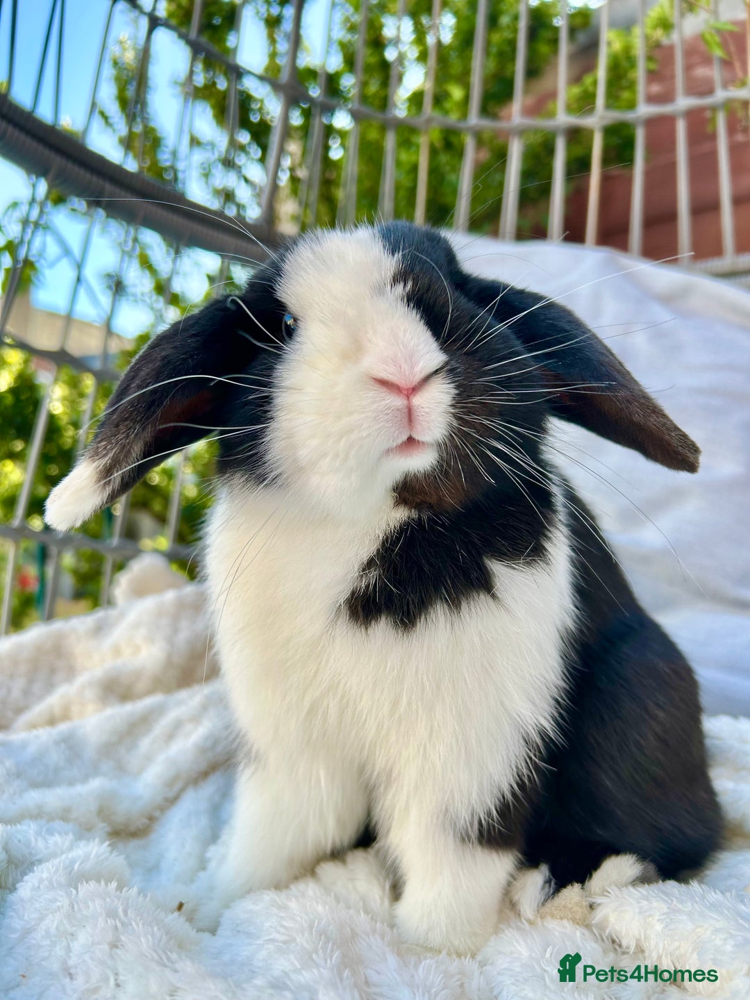 Mini Lop rabbits for sale: Two male mini lop rabbits looking for forever home - Advert 1