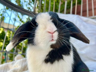 Mini Lop rabbits Two male mini lop rabbits looking for forever home - Advert 1