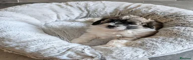 Simba