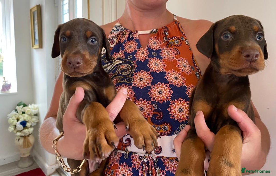 Dobermann dogs for stud: PROVEN SIRE, SON OF COME AS YOU ARE I-REX(Imp Scg) in Leeds - Image 21