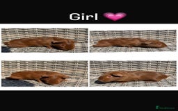 Guinea Pig rodents for sale: 5 Female, 2 male guinea pigs seeking new families - Image 5