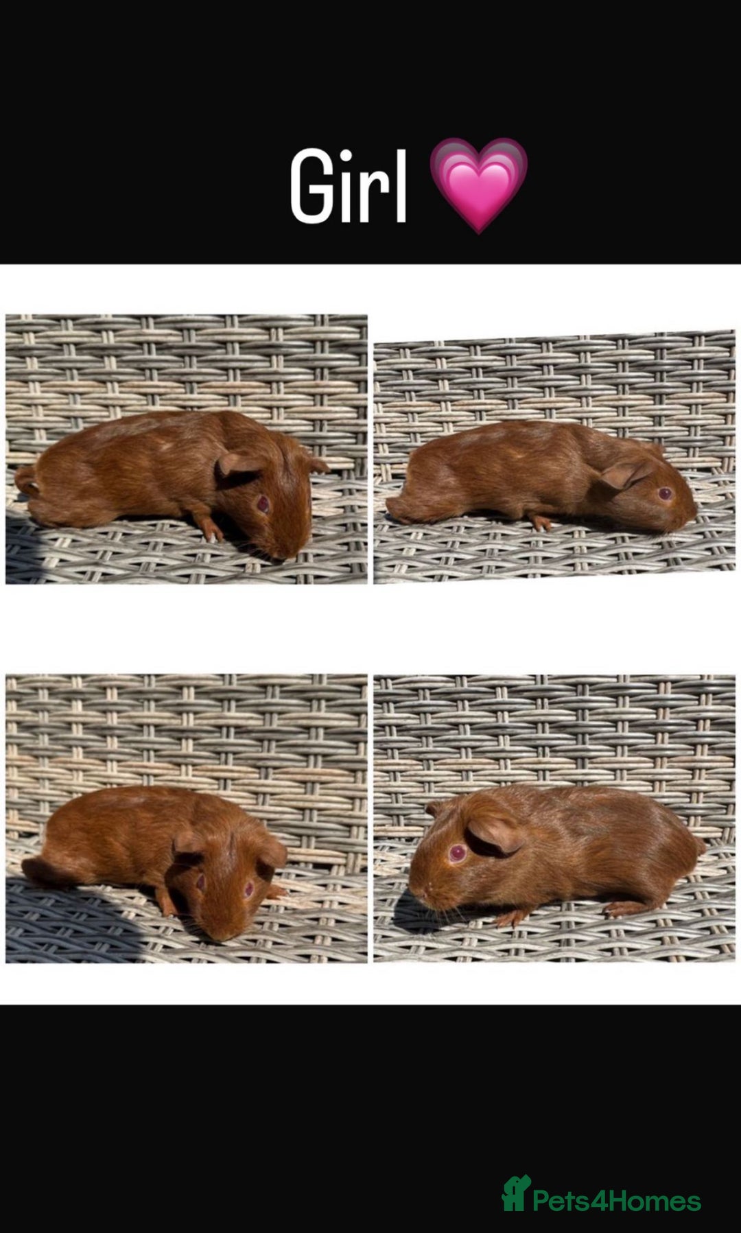 Guinea Pig rodents for sale: 5 Female, 2 male guinea pigs seeking new families - Image 5