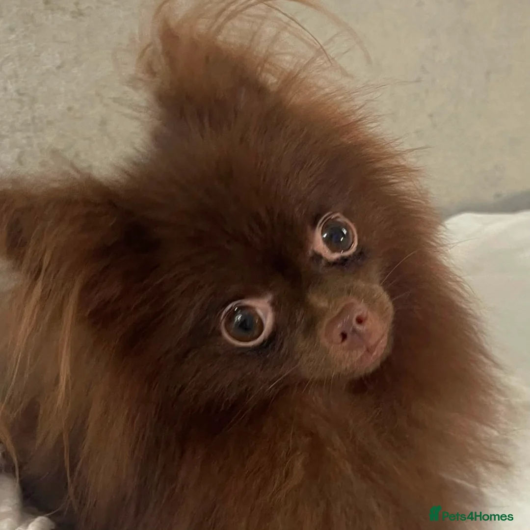 Pomeranian dogs for sale: Chocolate Parti Pomeranian  - Advert 11