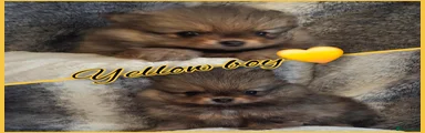 Pomeranian 1