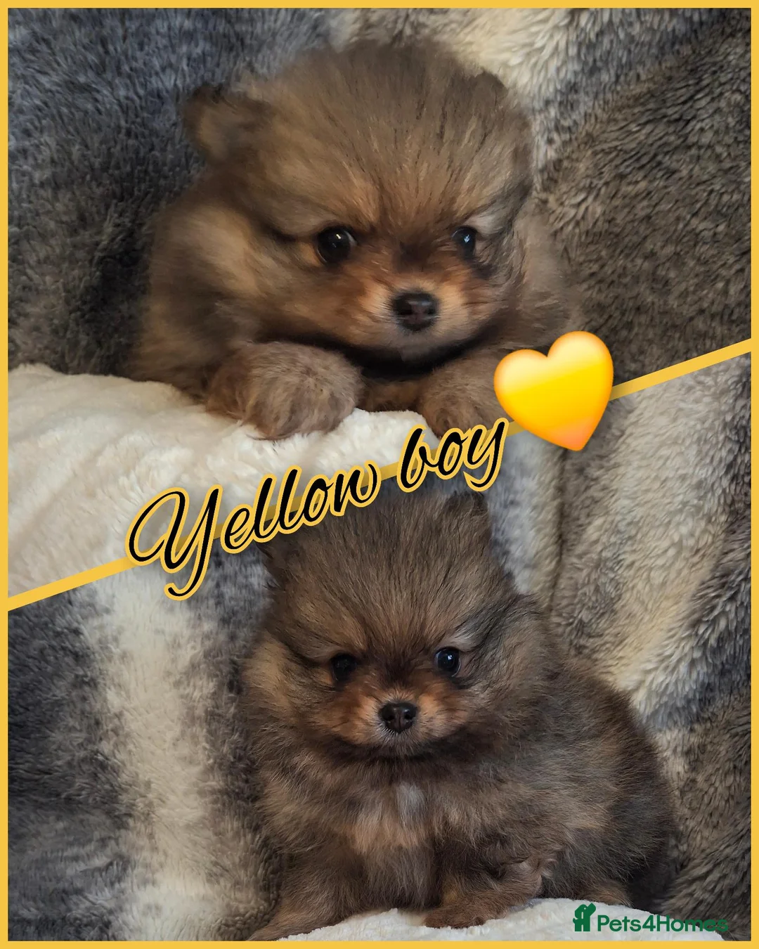 Pomeranian dogs for sale: Four beautiful pomeranian puppies 🐶  - Advert 2