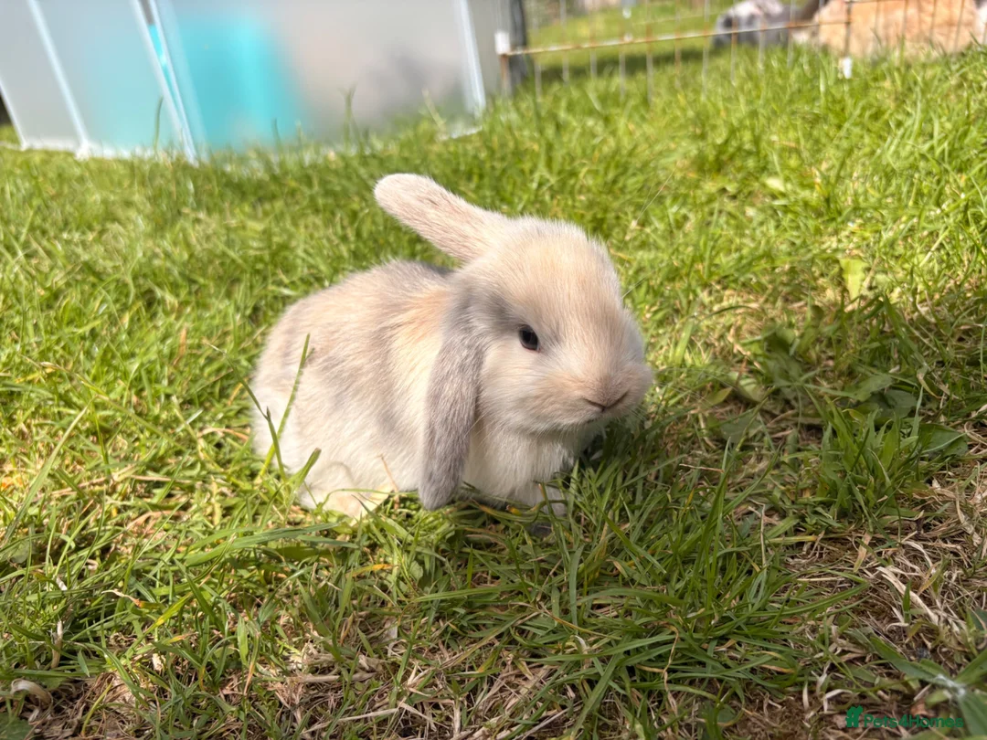 Mini Lop rabbits for sale: Adorable mini lops 💖🩵 - Advert 1