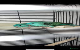 Parakeets birds for sale: Linnie parakeets  - Image 1