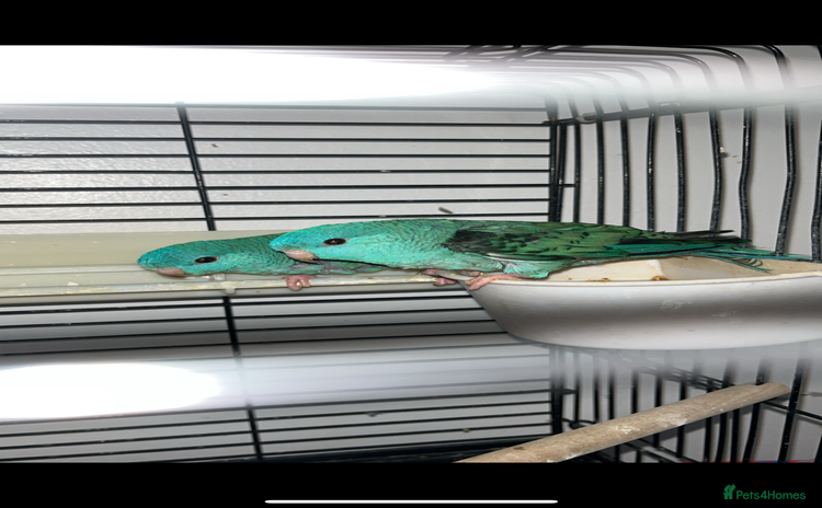 Parakeets birds - Advert 1