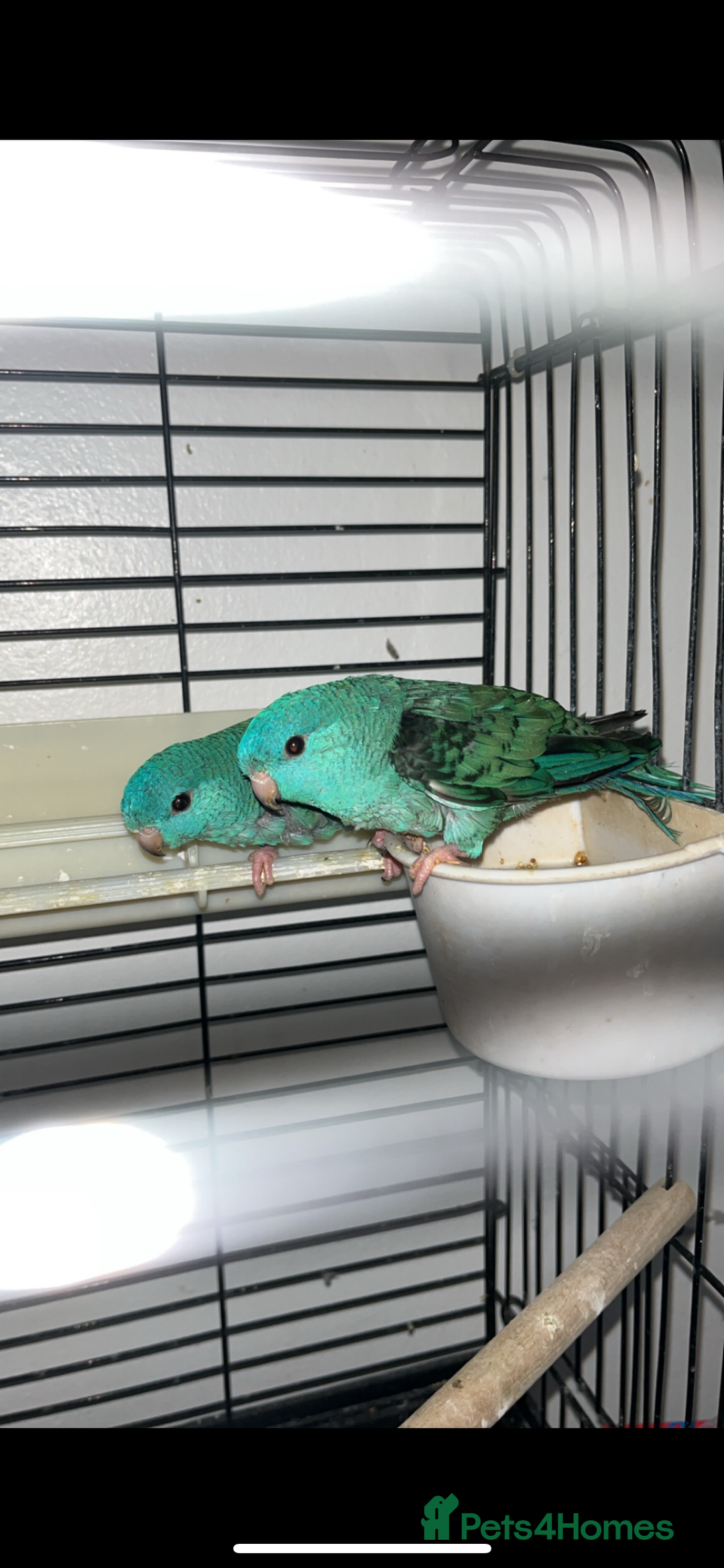 Parakeets birds for sale: Linnie parakeets  - Image 1