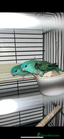 Parakeets birds - Advert 14