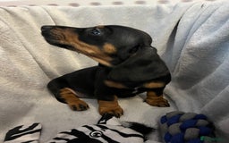Miniature Dachshund dogs for sale: Stunning miniature dachshund puppies  - Image 5