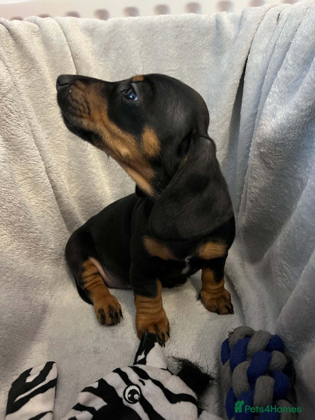 Miniature Dachshund dogs for sale: Stunning miniature dachshund puppies  - Image 5