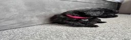 Yorkiepoo dogs for sale: 5 stunning yorkiepoo puppies  in Cambridge - Advert 12