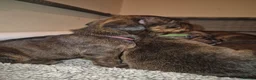 Mixed Breed dogs for sale: Gorgeous lil puppies - Advert 9