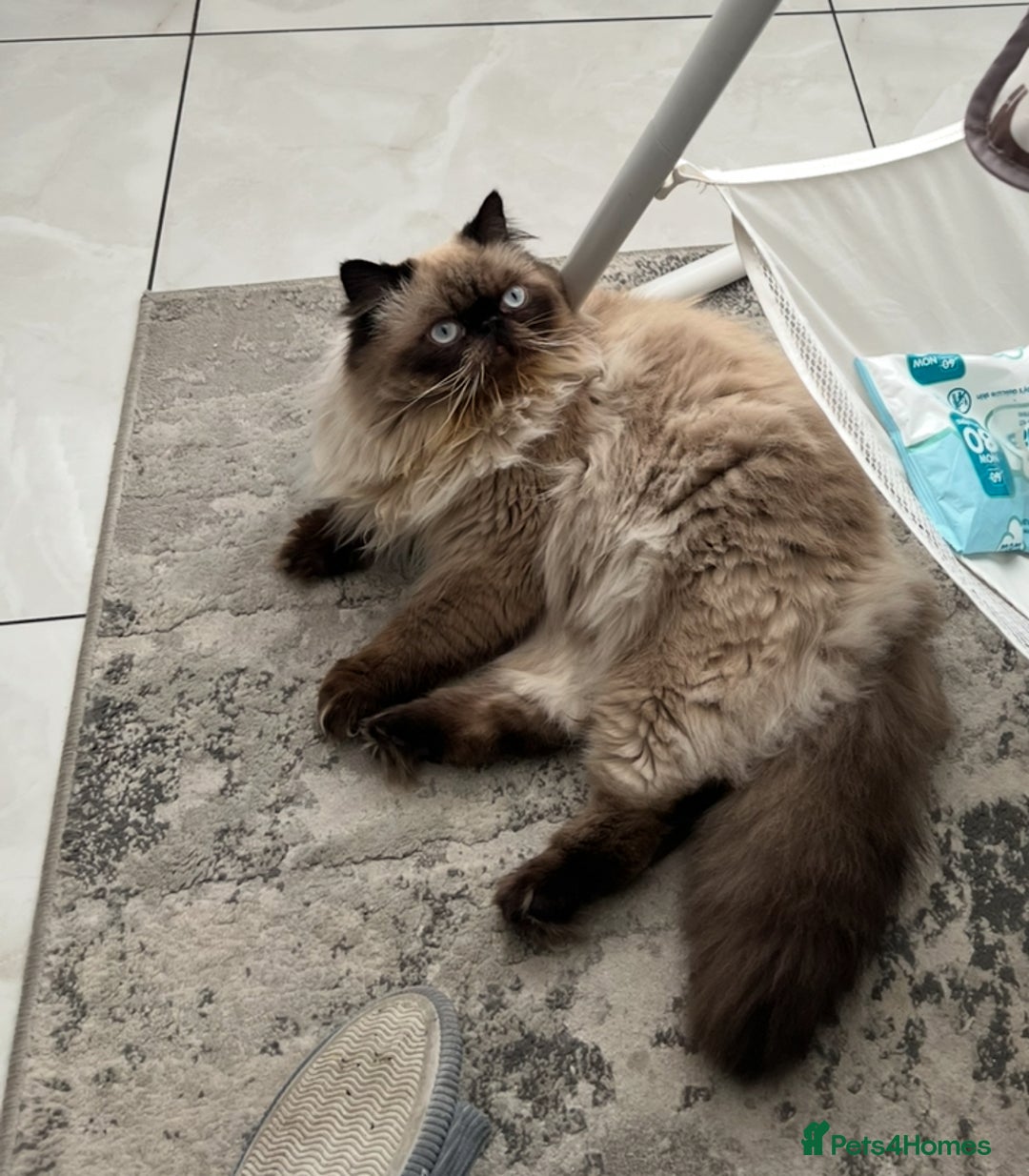 Persian cats for stud: PKD negative Himalayan Persian cat for stud only - Image 6