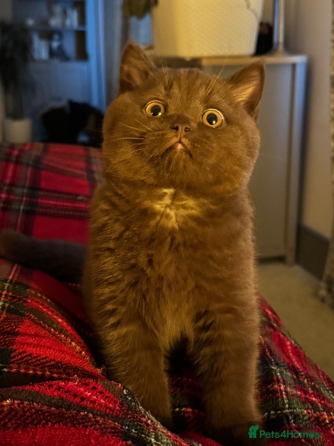 British Shorthair cats for sale: Grand Champion Sired British Shorthair Kittens - Advert 9