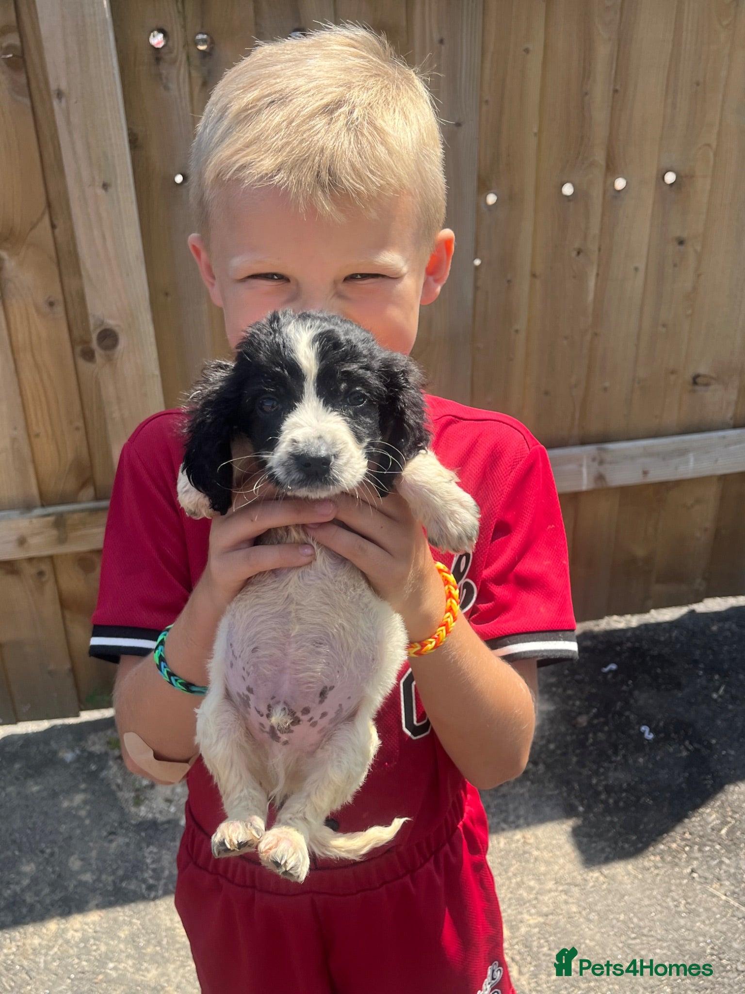 Cocker Spaniel dogs Cocker Spaniel Pup Boy - Advert 1