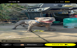 Staffordshire Bull Terrier dogs for stud: Blue staff Stud - Image 1