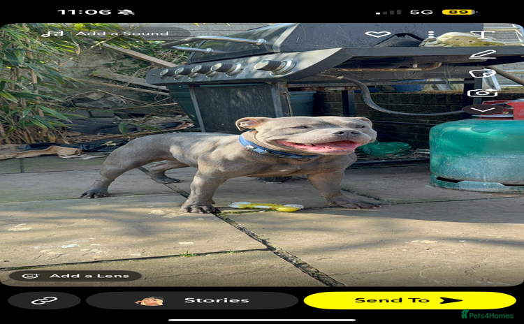 Staffordshire Bull Terrier dogs - Advert 6