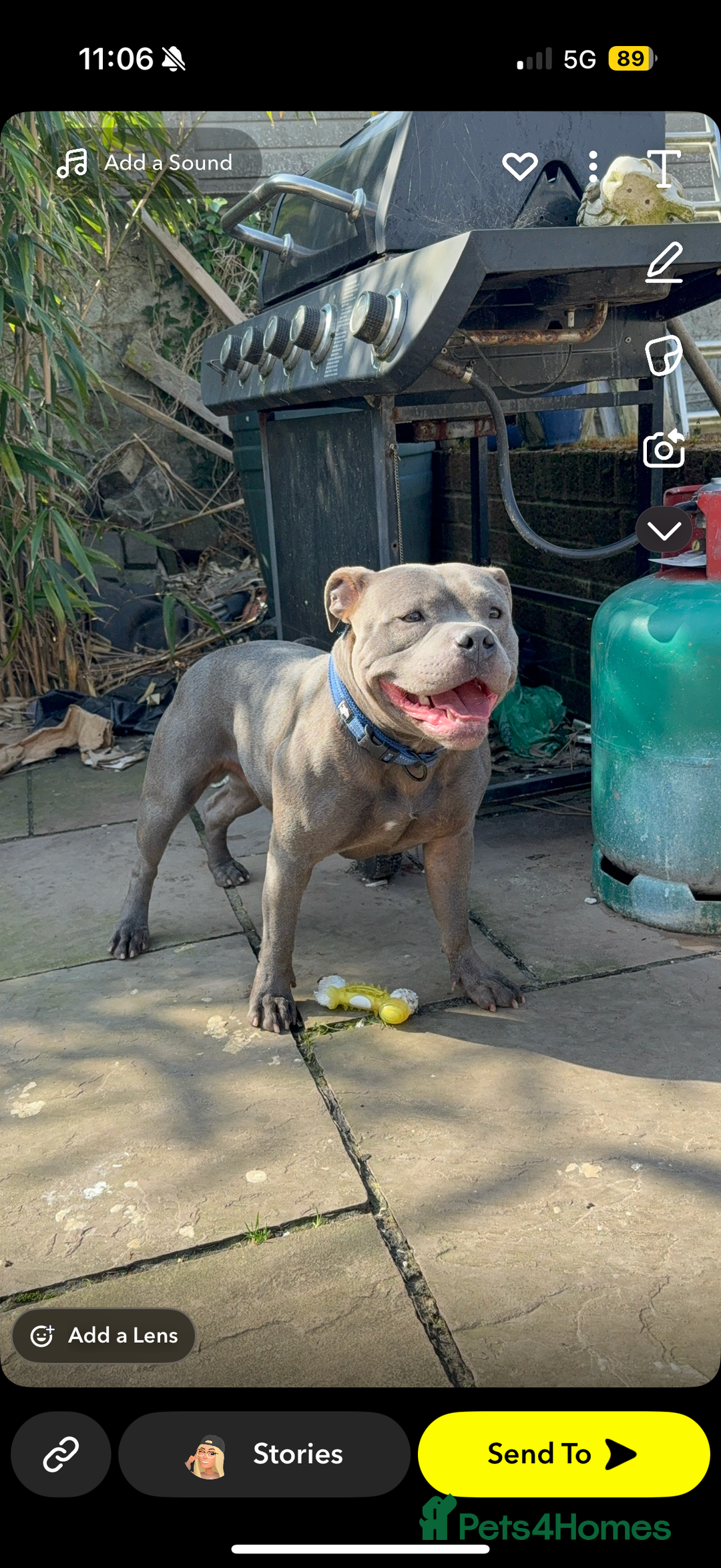 Staffordshire Bull Terrier dogs for stud: Blue staff Stud - Image 1