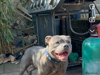Staffordshire Bull Terrier dogs - Advert 31