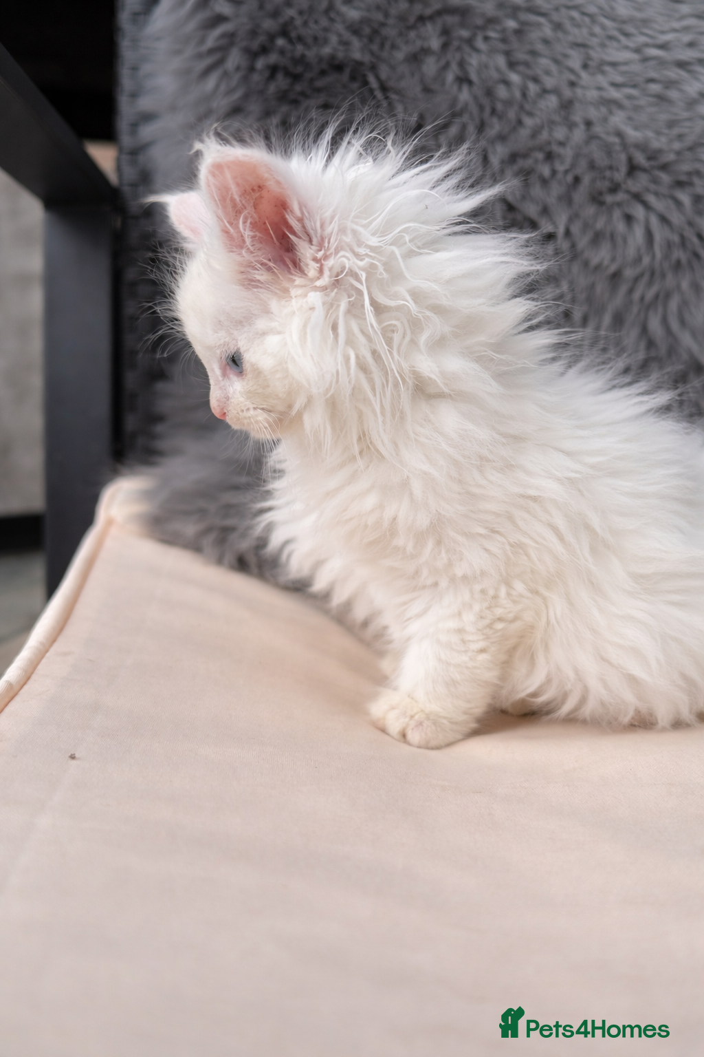 Maine Coon cats White POLYDACTYL Maine Coon Kitten 🩷 - Advert 3