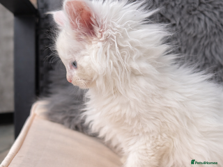 Maine Coon cats White POLYDACTYL Maine Coon Kitten 🩷 - Advert 3