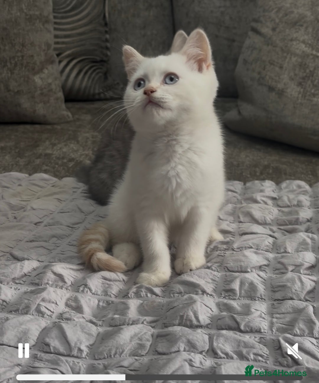British Shorthair cats for sale: British short hair kittens  - Image 37