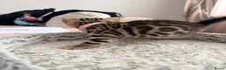 Bengal cats for sale: Quality Bengal kittens - Advert 11