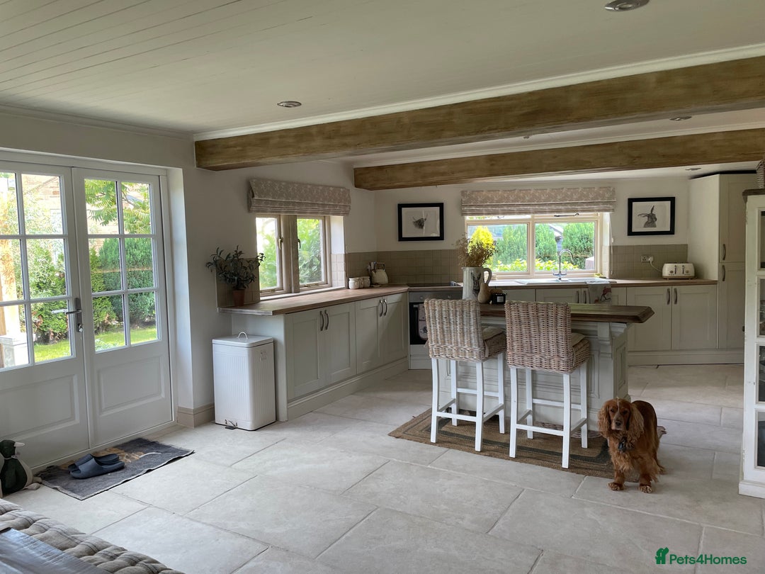 Cocker Spaniel dogs for sale: Lovely natured spaniel puppies - Image 11