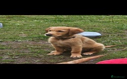 Golden Retriever dogs for sale: Golden retriever pups - Image 4