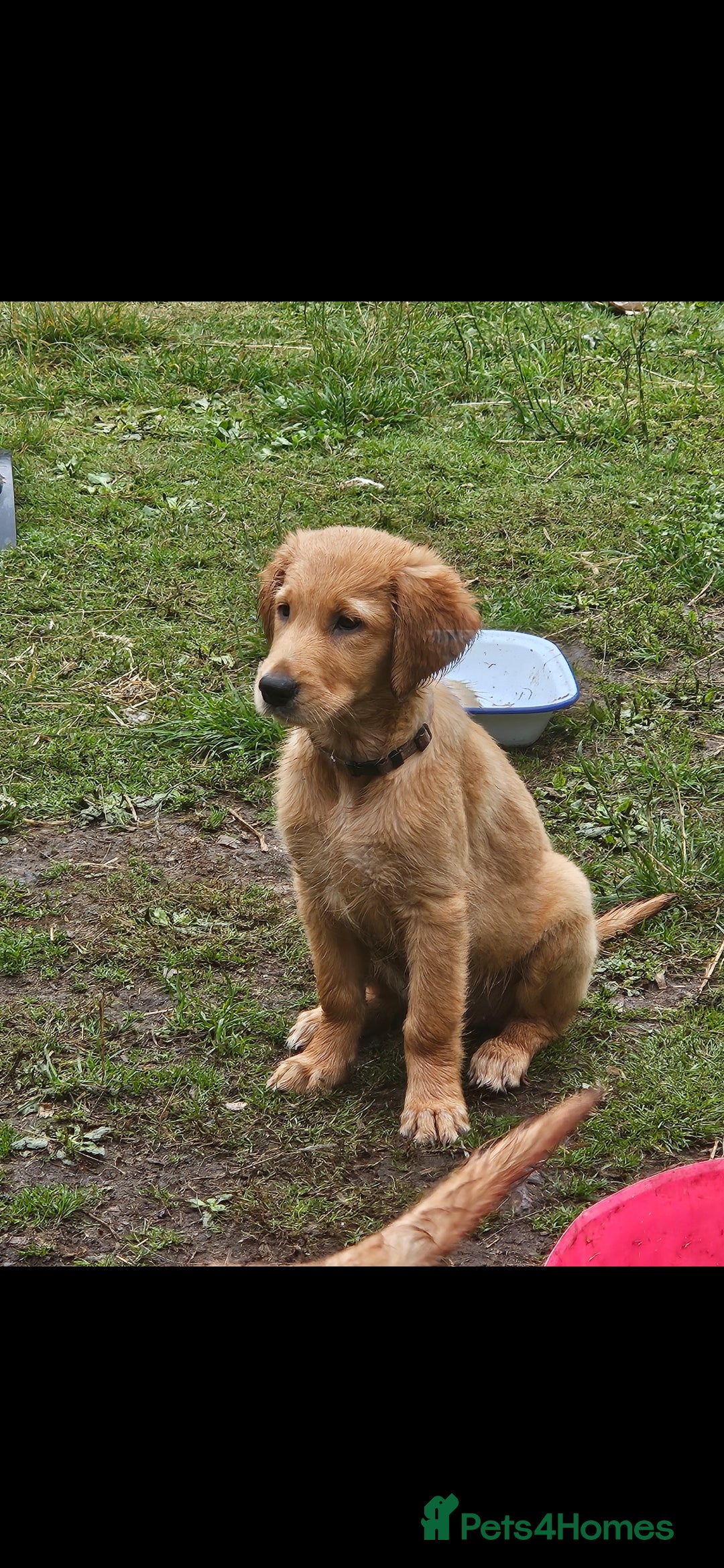 Golden Retriever dogs for sale: Golden retriever pups - Image 4