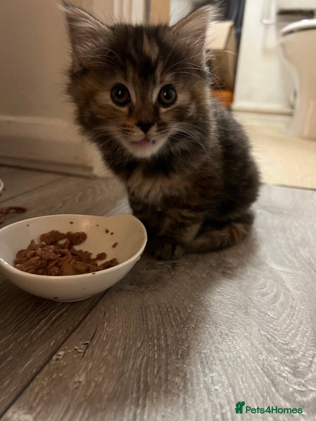 Mixed Breed cats for sale: Cheap Kittens for sale  (Ready to go asap) - Advert 6