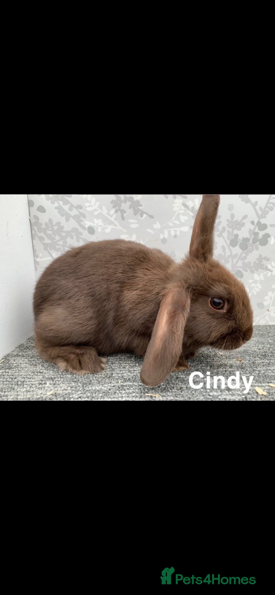 Mini Lop rabbits Mini lop doe  - Advert 23