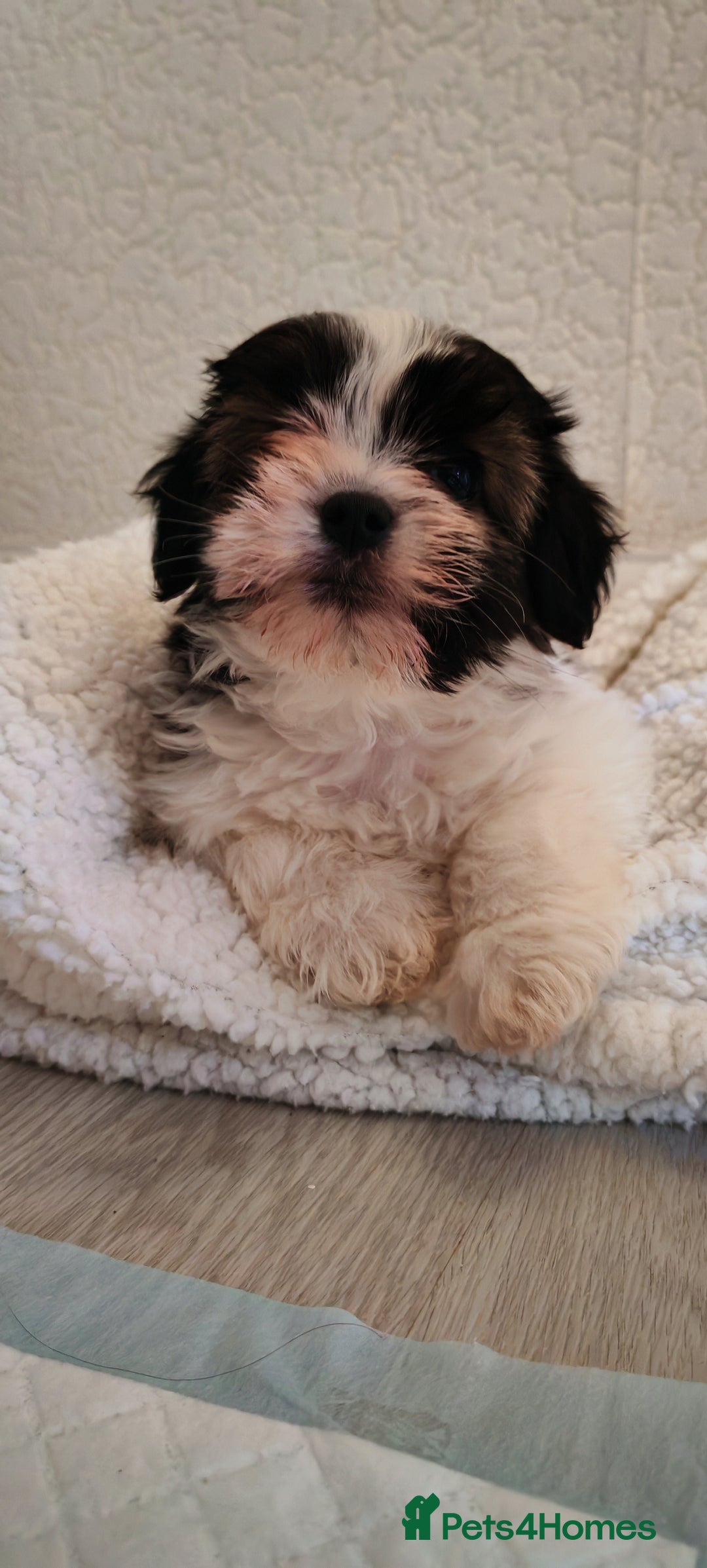 Shih Tzu dogs for sale: Beautiful full breed fluffy Shih Tzu boy  - Advert 9