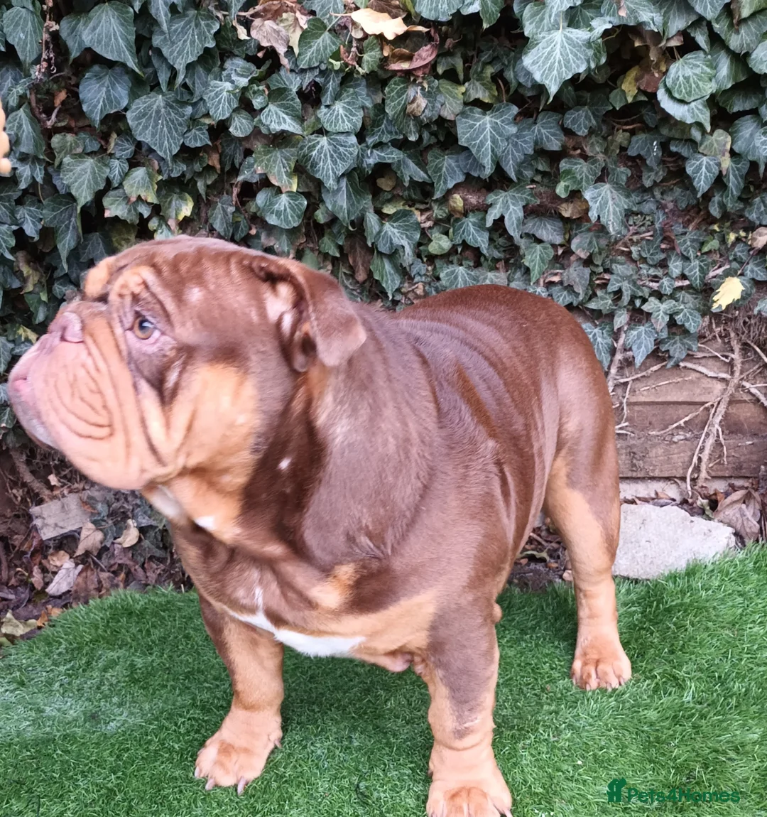English Bulldog dogs for stud: Dog for stud in Dagenham - Advert 13