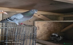 Pigeons birds for sale: Baby and adult racing Pigeons  - Image 5