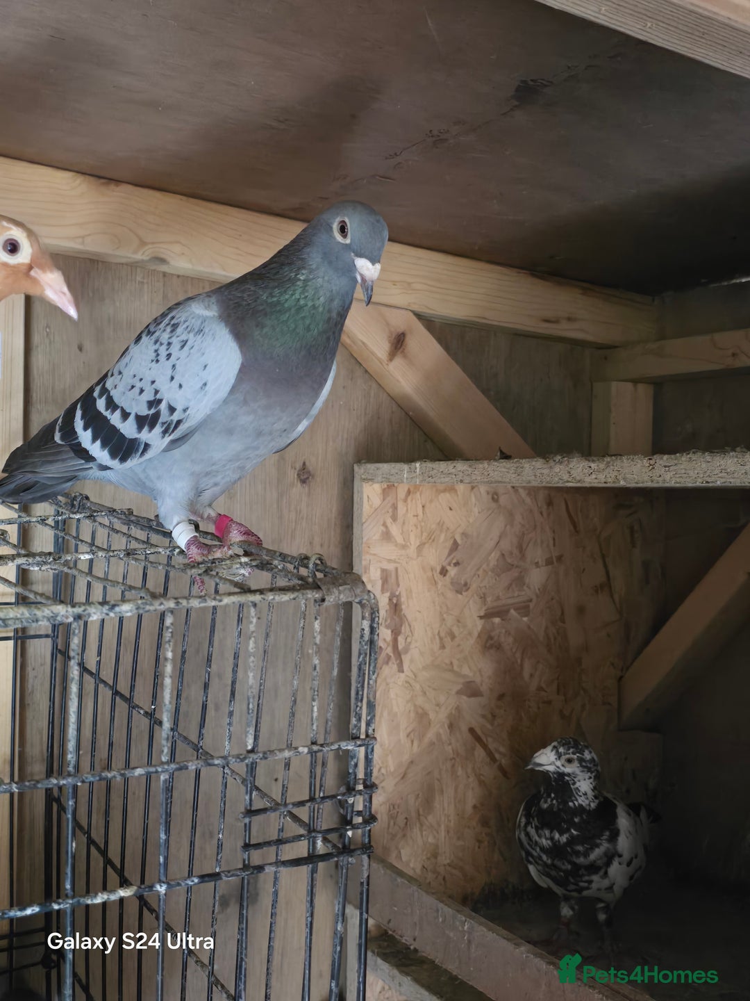 Pigeons birds for sale: Baby and adult racing Pigeons  - Image 5