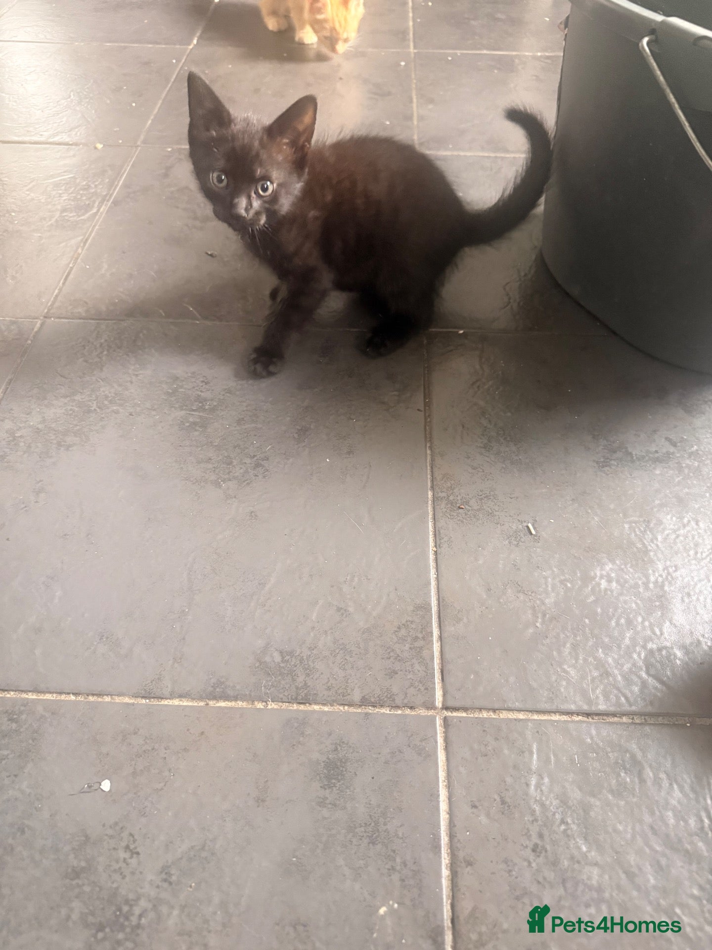 Mixed Breed cats Beautiful kittens  - Advert 16