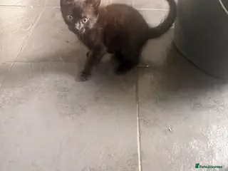 Mixed Breed cats Beautiful kittens - Advert 1